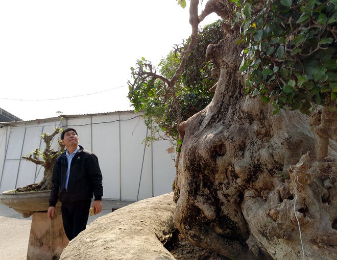 Choáng ngợp với cây duối tình mẫu tử hét giá 15 tỷ tại hội chợ Tết ở Hà Nội